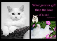 /album/pet-portraits/peanut-storyboard-w-jpg/